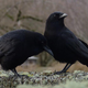 A pair of crows in Seattle. Are they Northwestern crows or American crows? Trick question! The two species may actually be the same.